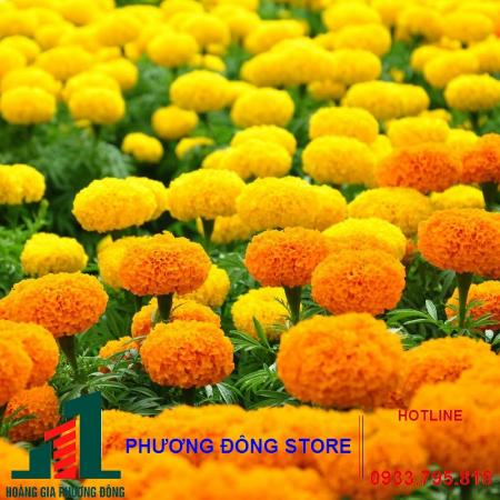 Hạt giống hoa vạn thọ lùn vàng F1 PN-101,102